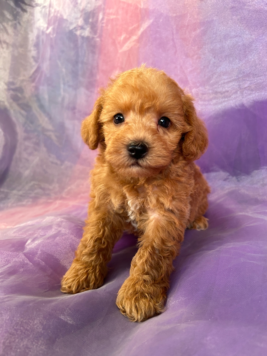 Male Mini Schnoodle Pup for Sale in Iowa DOB 8-21-2023 $1200